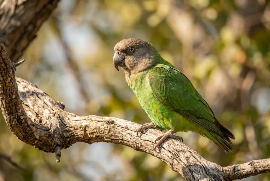 Brown-headed Parrot