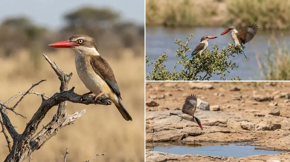Lake Manyara National Park Safari Guide