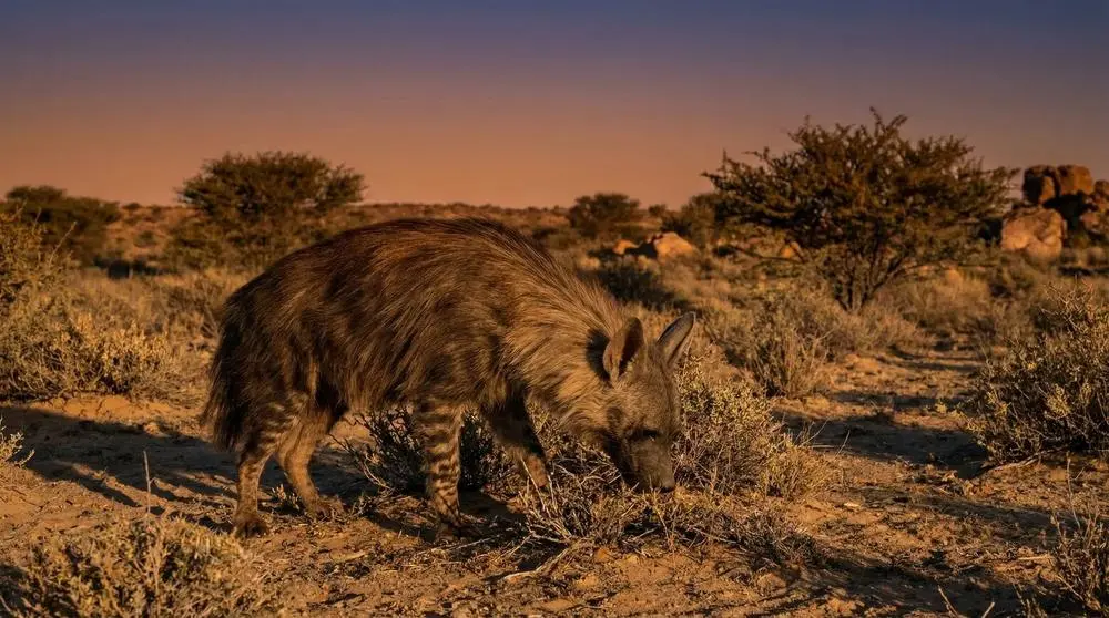 How to Photograph the Brown Hyena on Safari