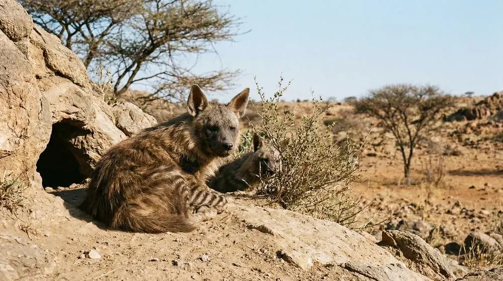 Brown Hyena: Facts, Habitat and Conservation