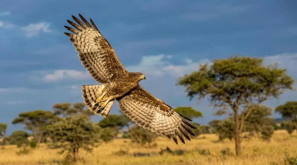 Hwange National Park Safari Guide