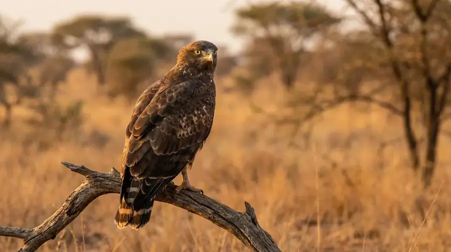 Brown Snake Eagle