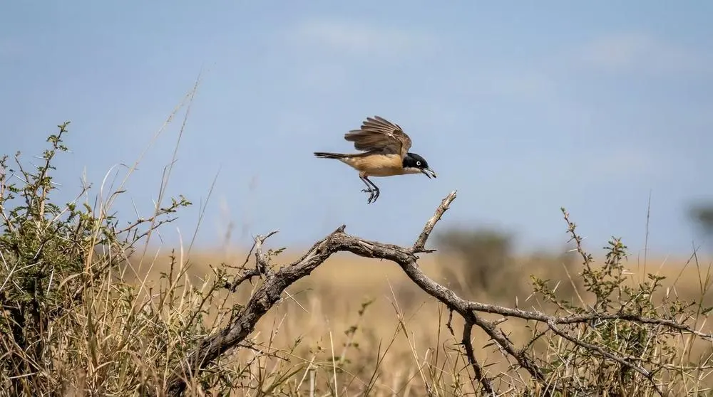 Lake Nakuru National Park Safari Guide