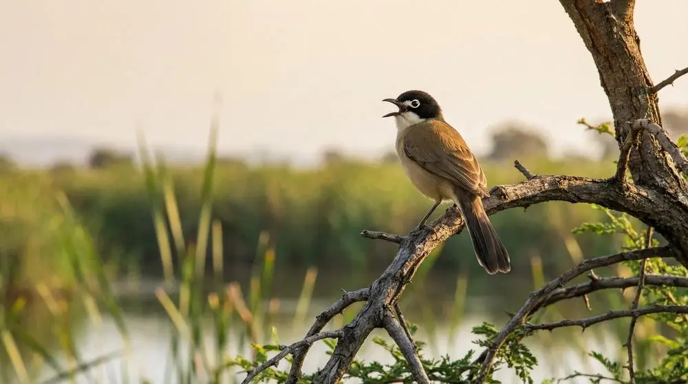 Lower Zambezi National Park Safari Guide
