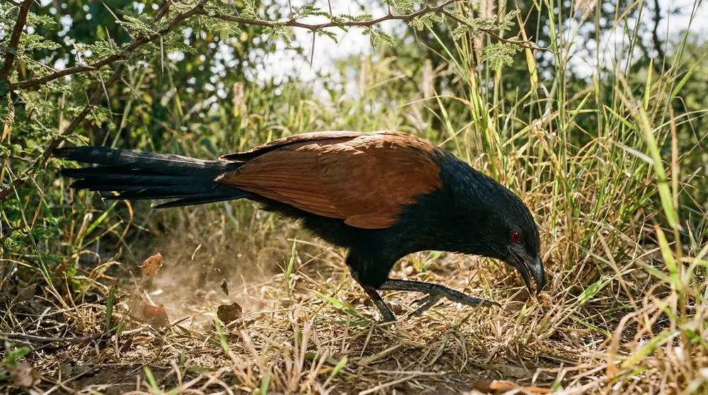 Mahale Mountains National Park Safari Guide