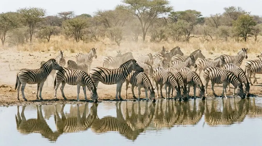 Burchell's Zebra: Facts, Habitat and Conservation