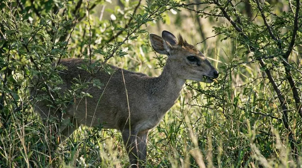 How to Photograph the Bush Duiker on Safari
