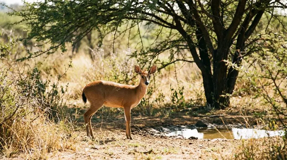 Bush Duiker: Facts, Habitat and Conservation