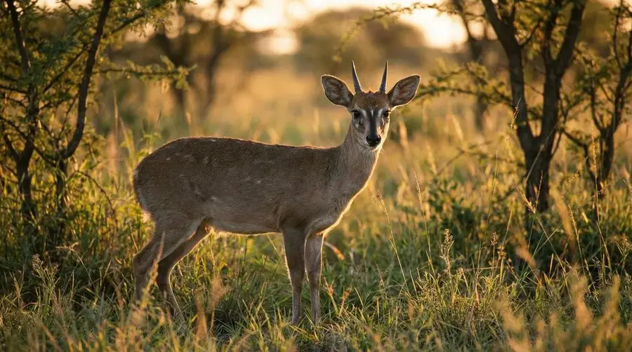 Bush Duiker