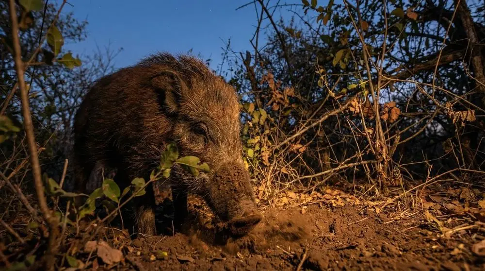 How to Photograph the Bushpig on Safari