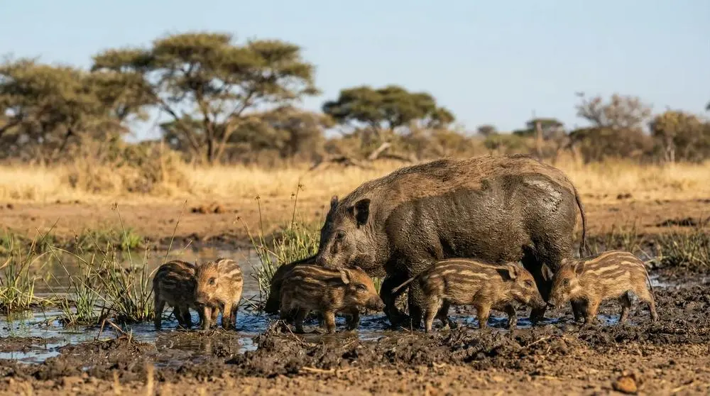 Bushpig: Facts, Habitat and Conservation