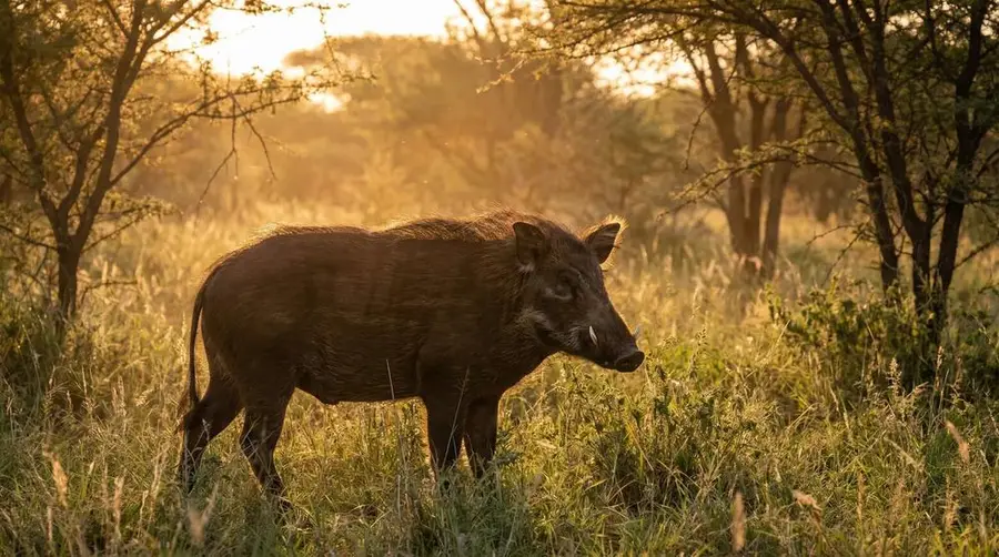 Bushpig