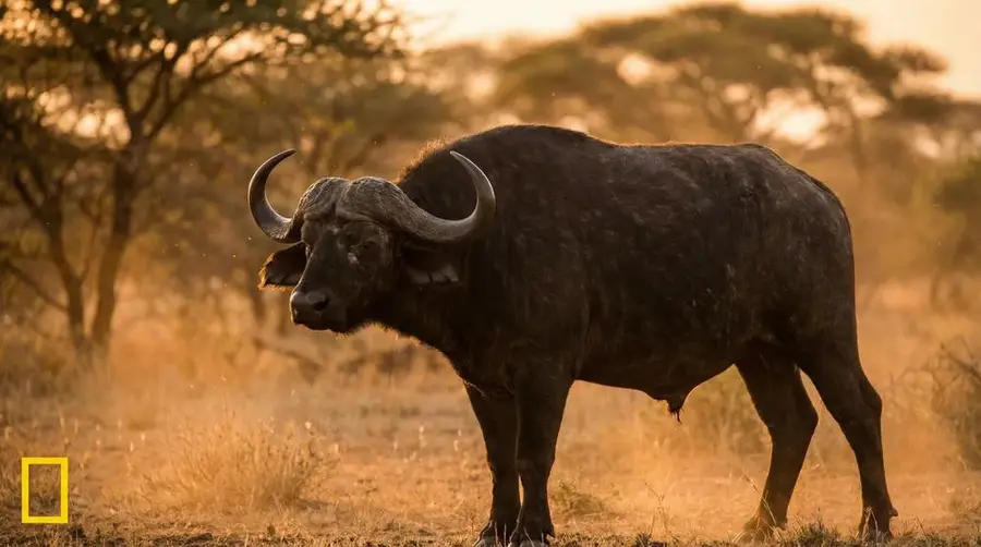 Cape Buffalo