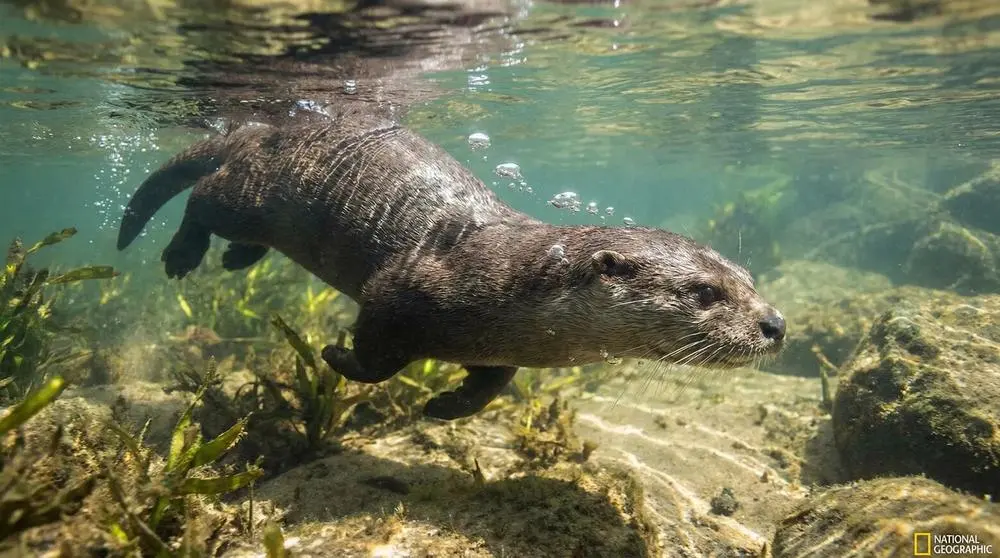 Cape Clawless Otter: Facts, Habitat and Conservation