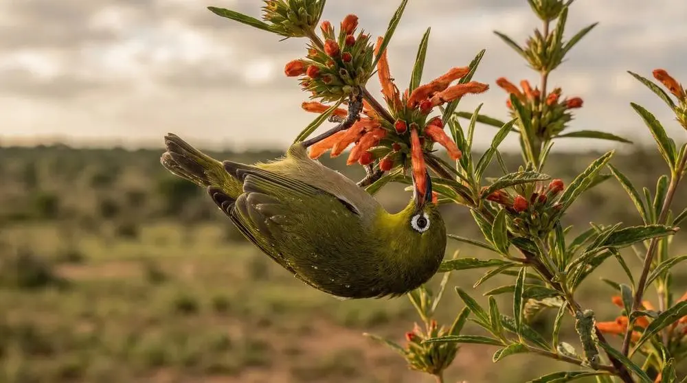Photographing Wildlife in Akagera National Park