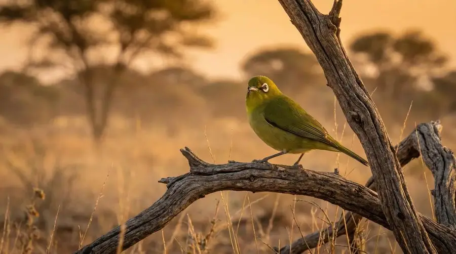 Cape White-eye