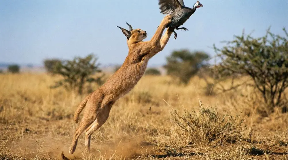 How to Photograph the Caracal on Safari