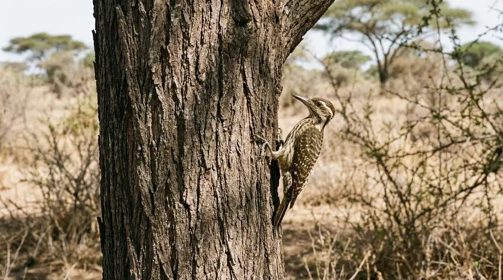 Photographing Wildlife in Chobe National Park