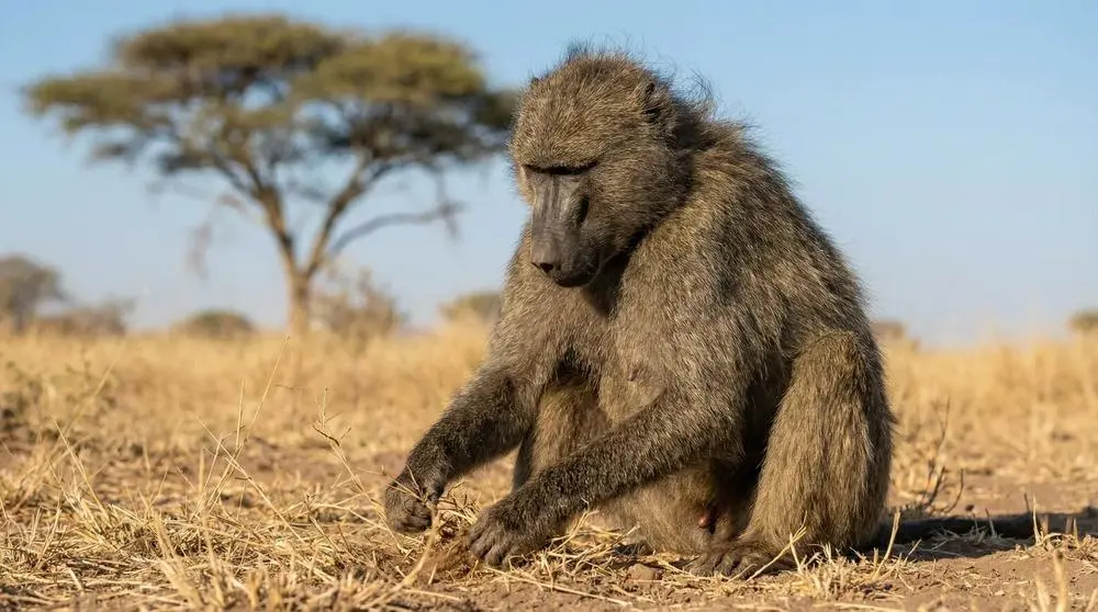 How to Photograph the Chacma Baboon on Safari