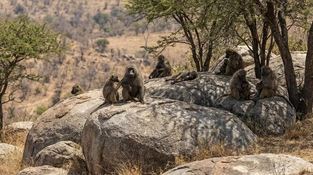 Chacma Baboon: Facts, Habitat and Conservation