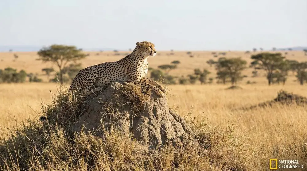 Cheetah: Facts, Habitat and Conservation