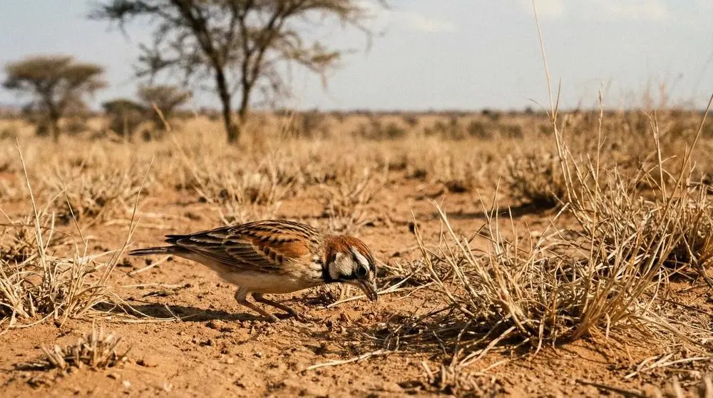 Photographing Wildlife in Etosha National Park