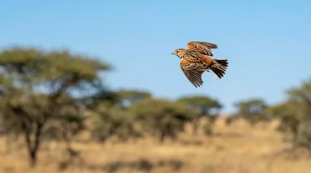 Photographing Wildlife in Hluhluwe-iMfolozi Park