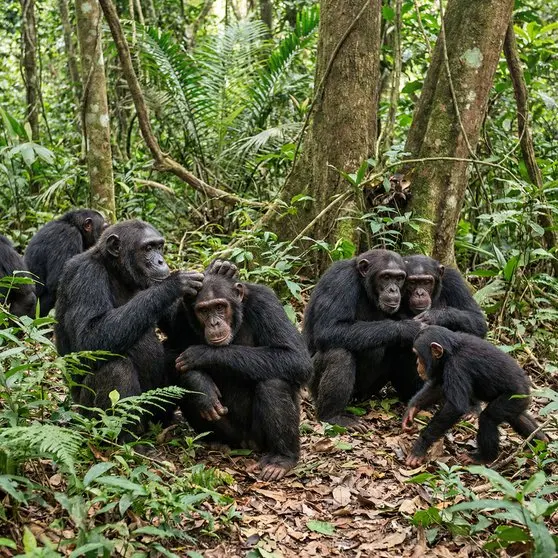 How to Photograph the Chimpanzee on Safari