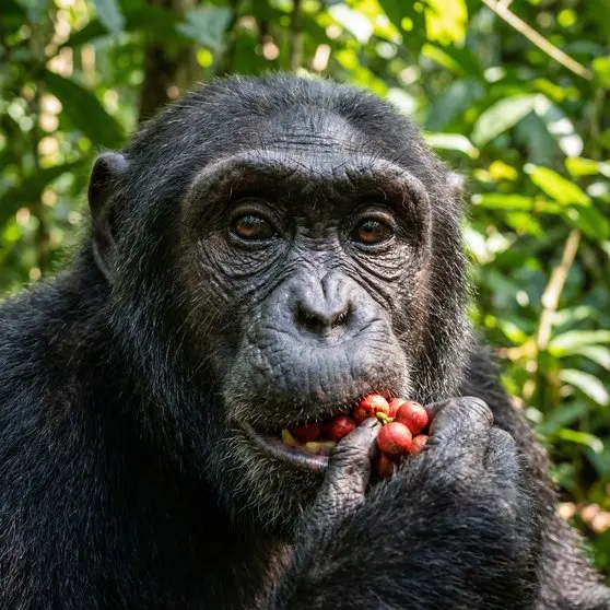 Chimpanzee: Facts, Habitat and Conservation