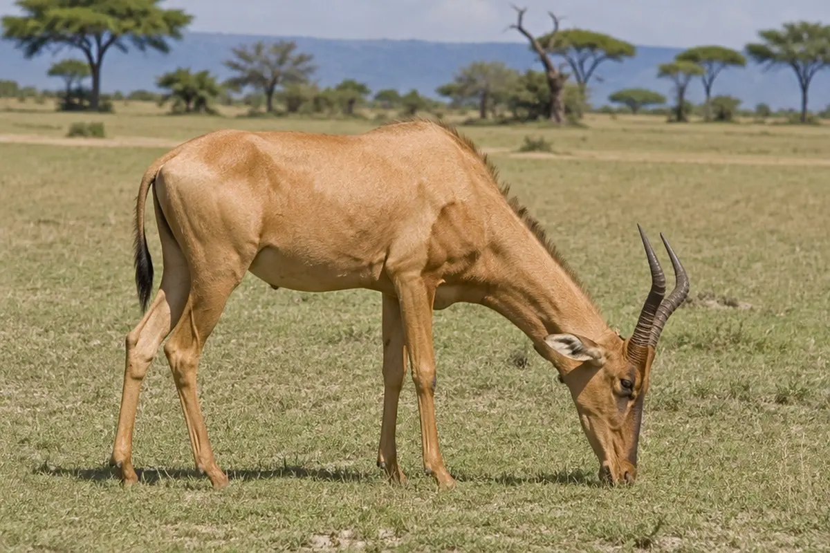 How to Photograph the Coke's Hartebeest on Safari