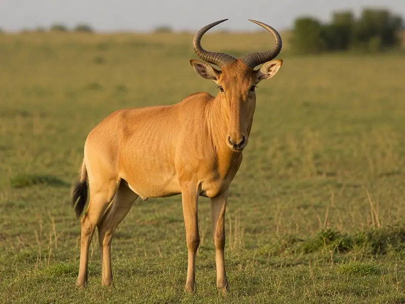 Coke's Hartebeest