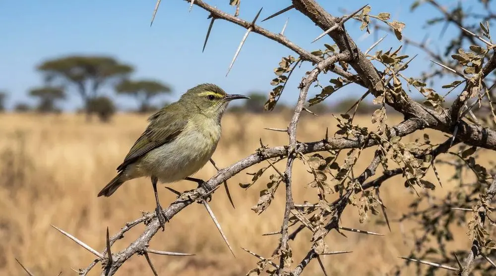 Photographing Wildlife in Kibale National Park
