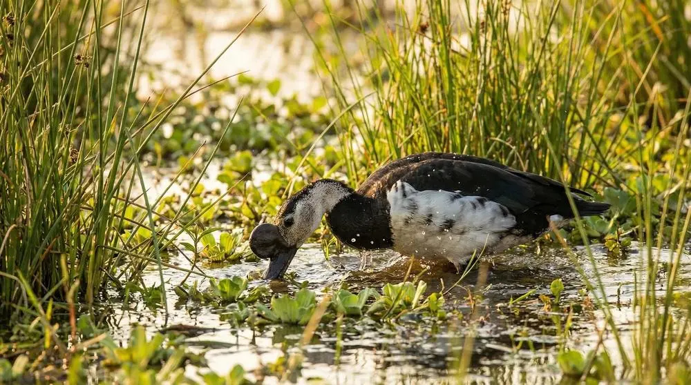 Photographing Wildlife in Kruger National Park