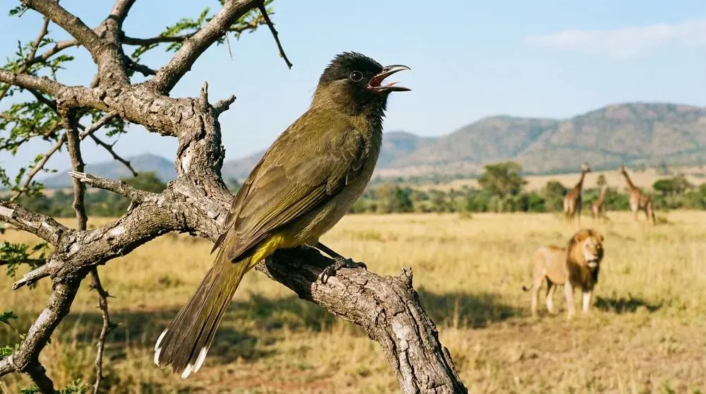 Photographing Wildlife in Lake Nakuru National Park