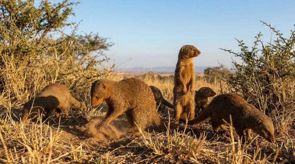 How to Photograph the Common Dwarf Mongoose on Safari