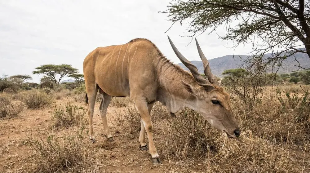 How to Photograph the Common Eland on Safari