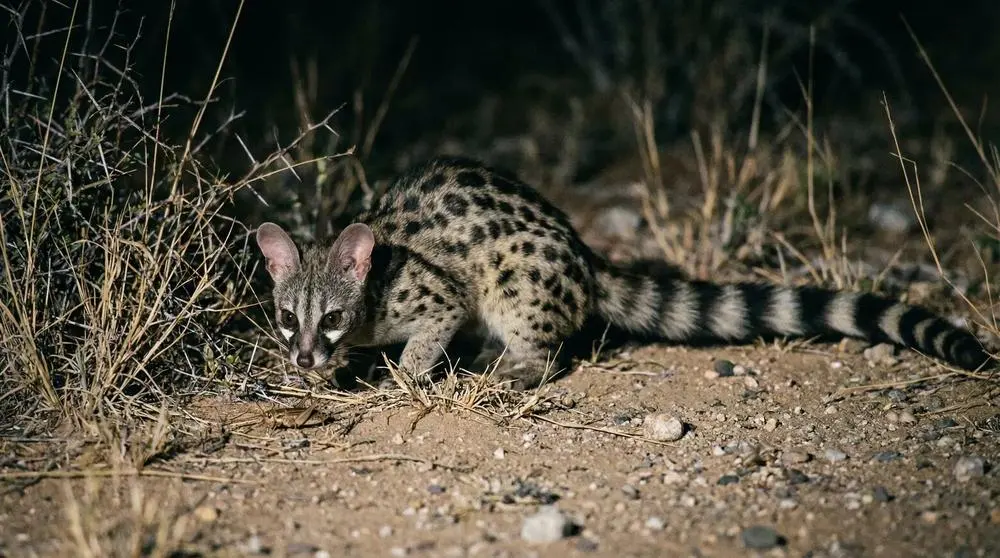 How to Photograph the Common Genet on Safari