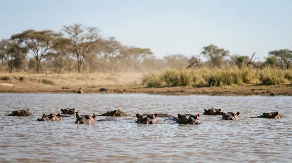 How to Photograph the Common Hippopotamus on Safari
