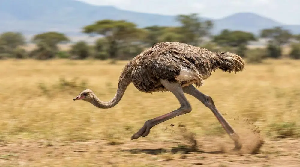 Best Time to Visit Serengeti National Park