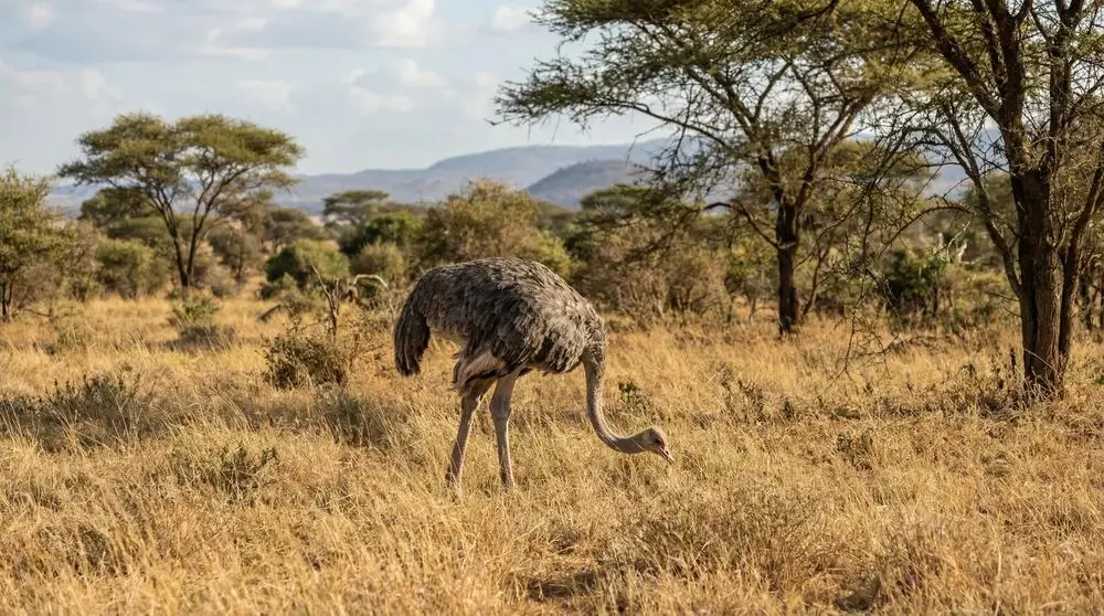Best Time to Visit Tsavo East National Park