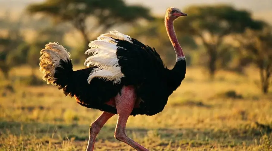 Common Ostrich