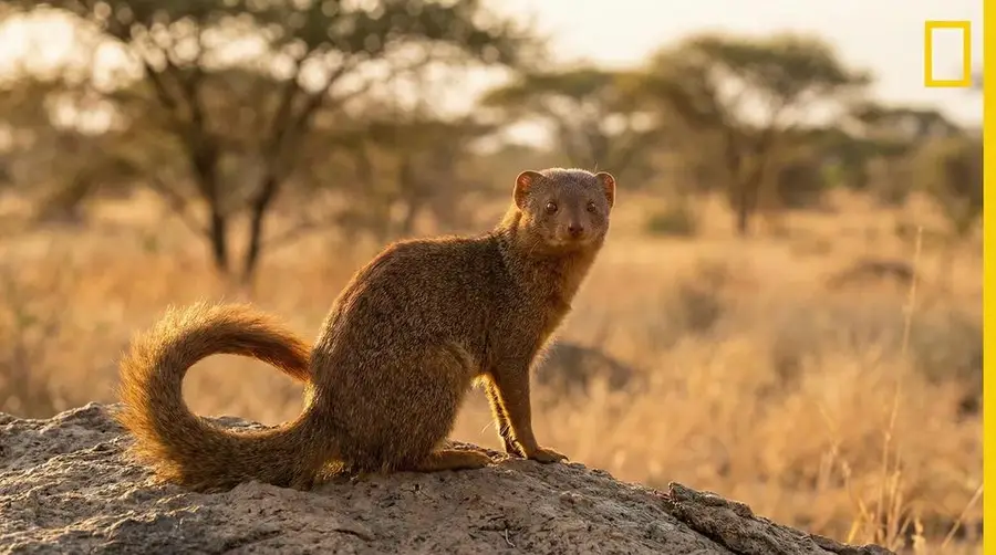 Common Slender Mongoose