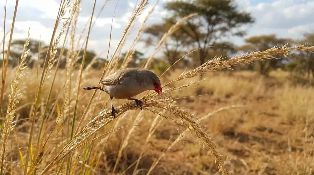 Photographing Wildlife in Moremi Game Reserve