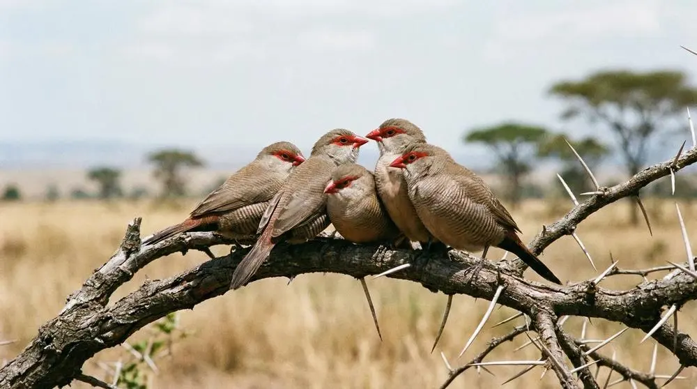 Photographing Wildlife in Murchison Falls National Park