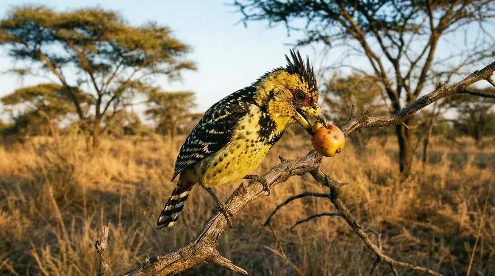 Photographing Wildlife in Ngorongoro Conservation Area