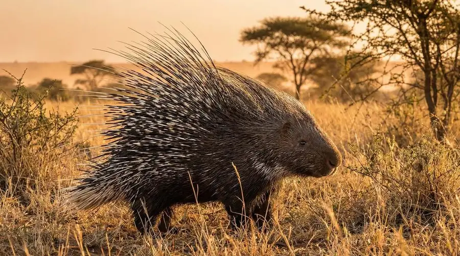 Crested Porcupine