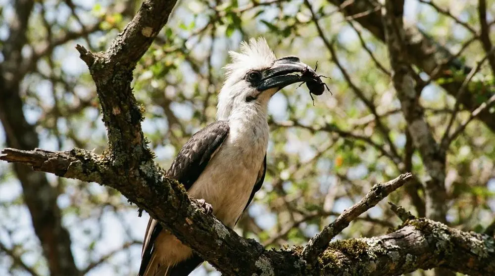 Photographing Wildlife in Sabi Sand Game Reserve