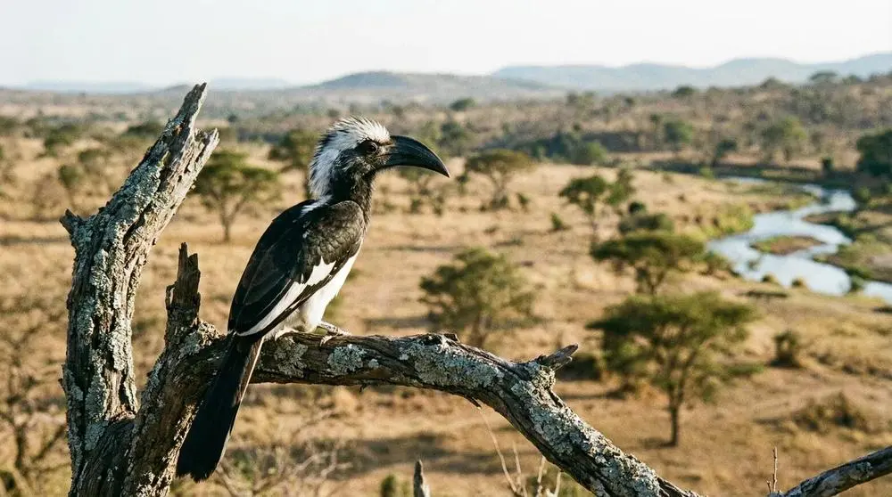 Photographing Wildlife in Samburu National Reserve