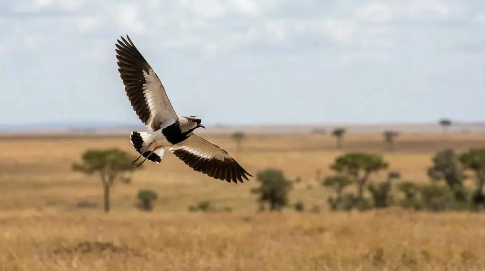 Photographing Wildlife in Serengeti National Park