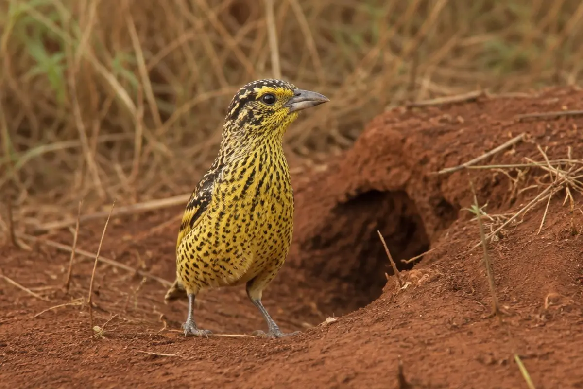 Photographing Wildlife in South Luangwa National Park